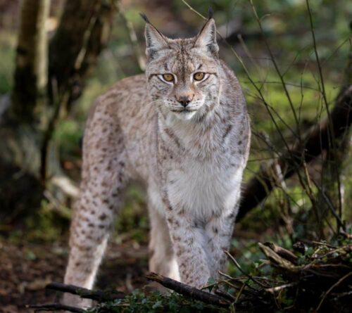 Wild Ireland - In a forest surrounded by trees, a lynx from the Lynx Adoption Pack stands alert with mixed gray and brown fur, sporting darker spots and distinctive black ear tufts, facing forward and focused intently ahead.