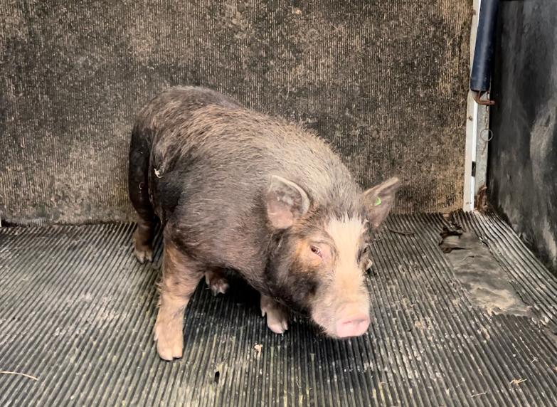 Wild Ireland - A small pig with a dark coat and lighter pink snout is standing on a ribbed rubber mat. The background is a textured, dark surface, possibly the inside of a vehicle. The pig appears alert and is facing slightly to the right.