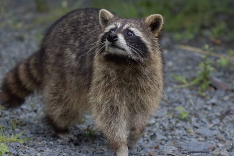 Wild Ireland - A raccoon stands on a gravel path, looking upward. Its fur is a mix of gray and brown, with distinct black markings around its eyes. Green foliage is visible in the blurred background.
