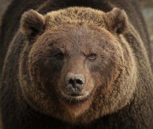 Wild Ireland - The Bear Adoption Pack features a close-up image of a brown bear with its face centered, showcasing detailed fur textures. A blurred background highlights the bears expression and features.