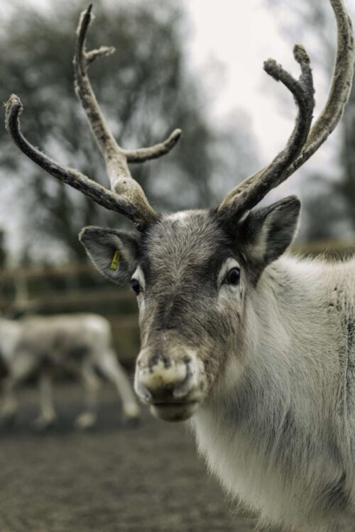 Wild Ireland - A reindeer with large antlers stands on a dirt path. Its fur is a mix of white and brown. Another reindeer is partially visible in the background. Trees can be seen in the distance on a cloudy day.