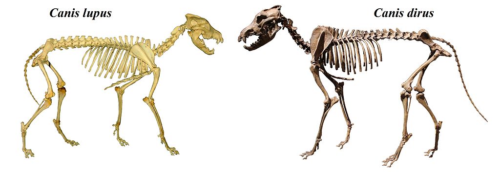 Wild Ireland - Side-by-side comparison of two skeletal remains: Canis lupus on the left and Canis dirus on the right. Both skeletons are complete and positioned to show a lateral view.