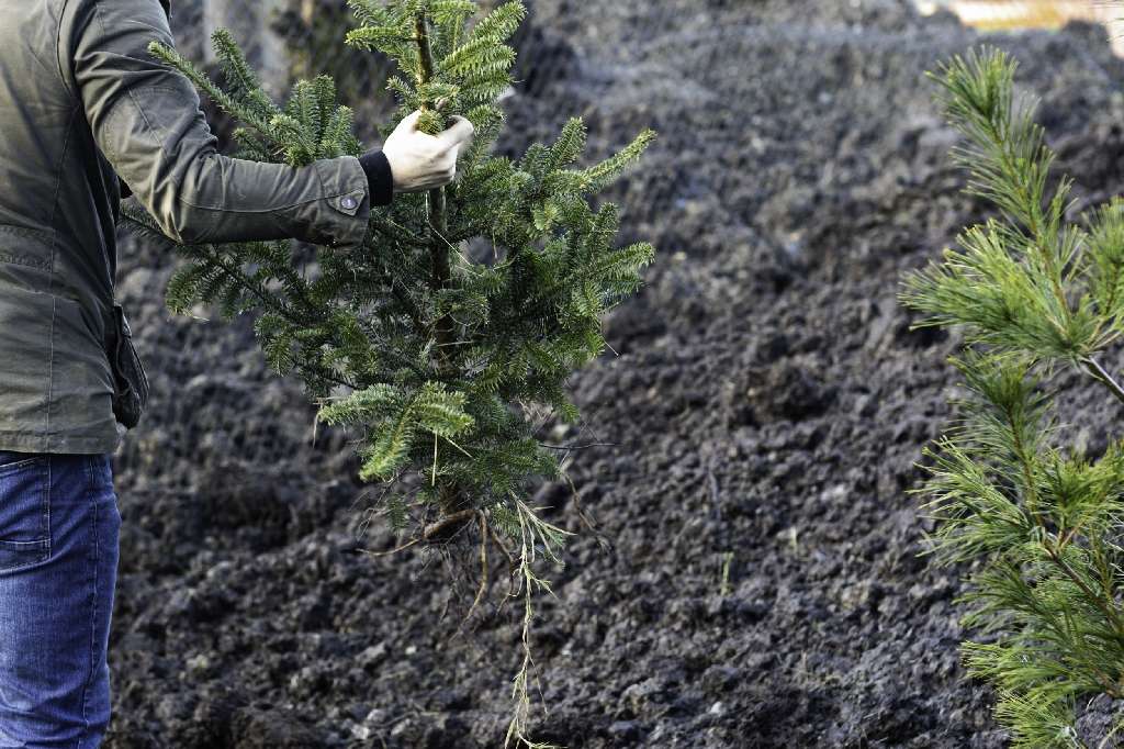 Wild Ireland - A person in a green jacket and jeans is holding a small uprooted evergreen tree in front of a patch of dark, tilled soil. Another small evergreen tree is partially visible on the right.