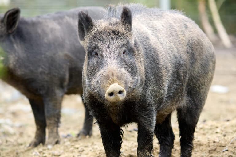 Wild Ireland - A wild boar stands on a patch of dirt, facing the camera. The boars fur is dark with lighter patches around the snout. Another boar is partially visible in the background. Trees and greenery are blurred in the distance.