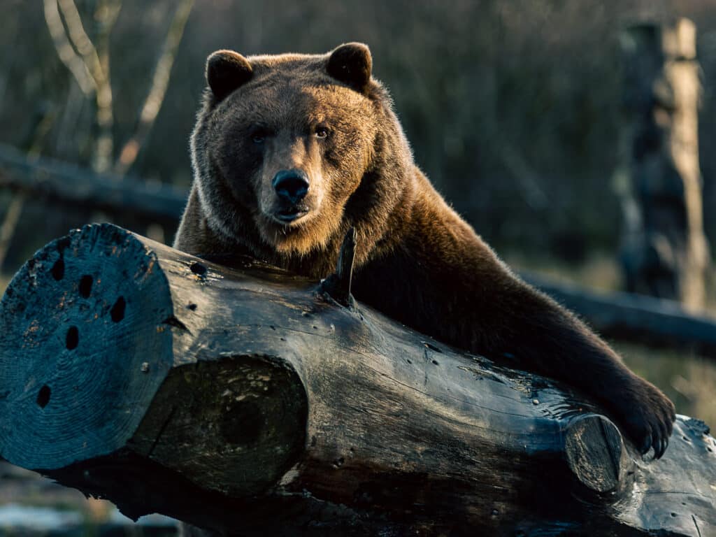 Wild Ireland - A brown bear resting its front legs on a large, horizontal tree trunk in a wooded area. The bear is looking directly at the camera, with trees and branches blurred in the background.