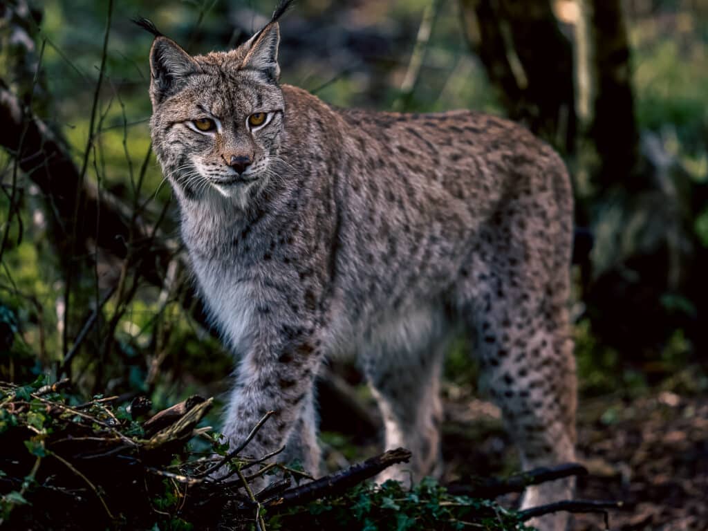 Wild Ireland - A lynx stands alert in a forest. Its fur is a mix of greys and browns with black spots. The lynx has distinctive ear tufts and a white underbelly. Sunlight filters through the trees, highlighting the details of its fur.