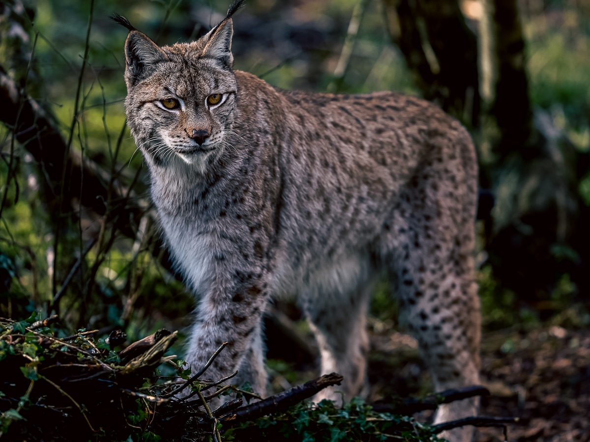 Naoise the Lynx