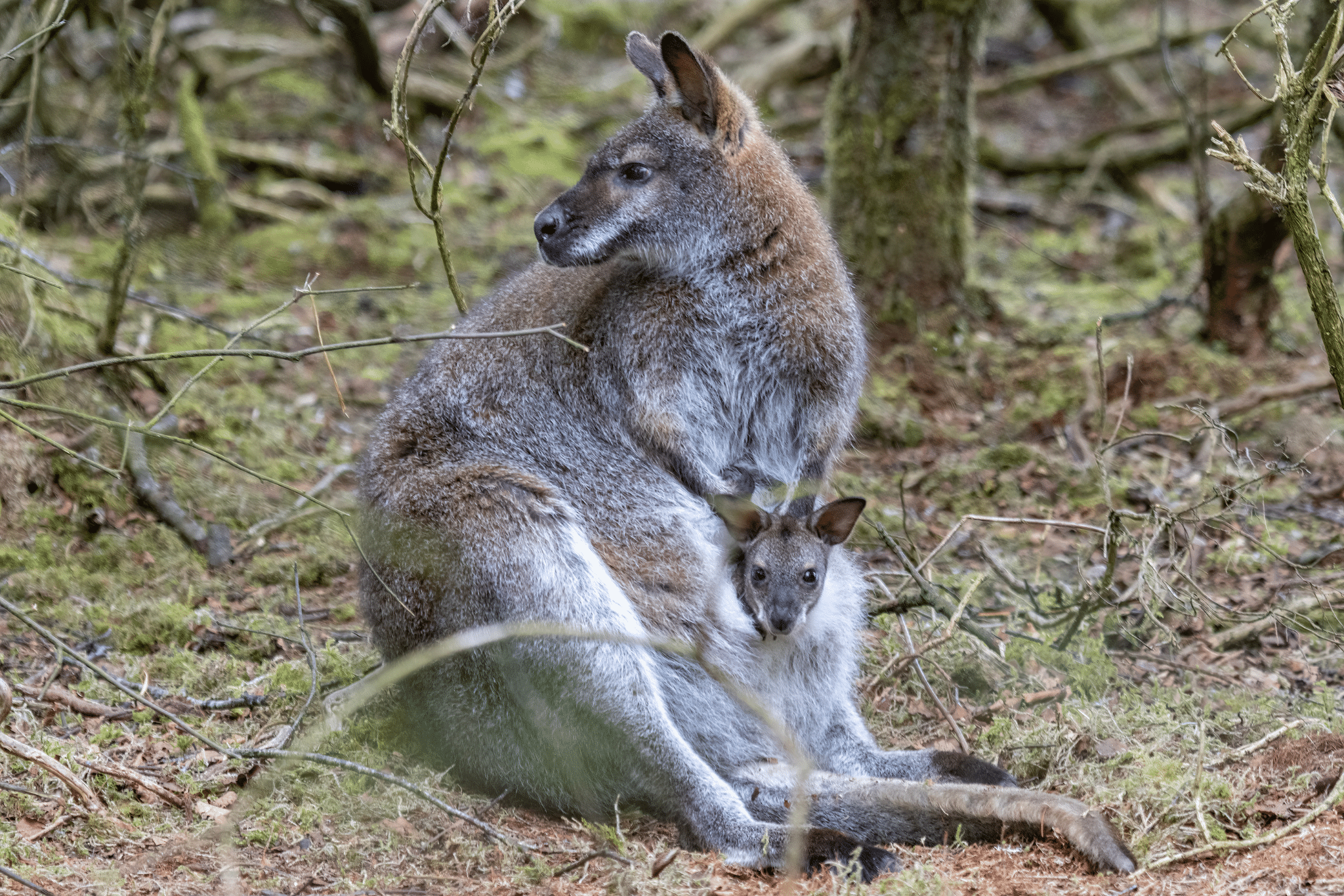 Wild Ireland - A wallaby is sitting on the ground in a forest, with a joey peeking out from its pouch. The ground is covered with moss and fallen leaves, and tree branches can be seen in the background.