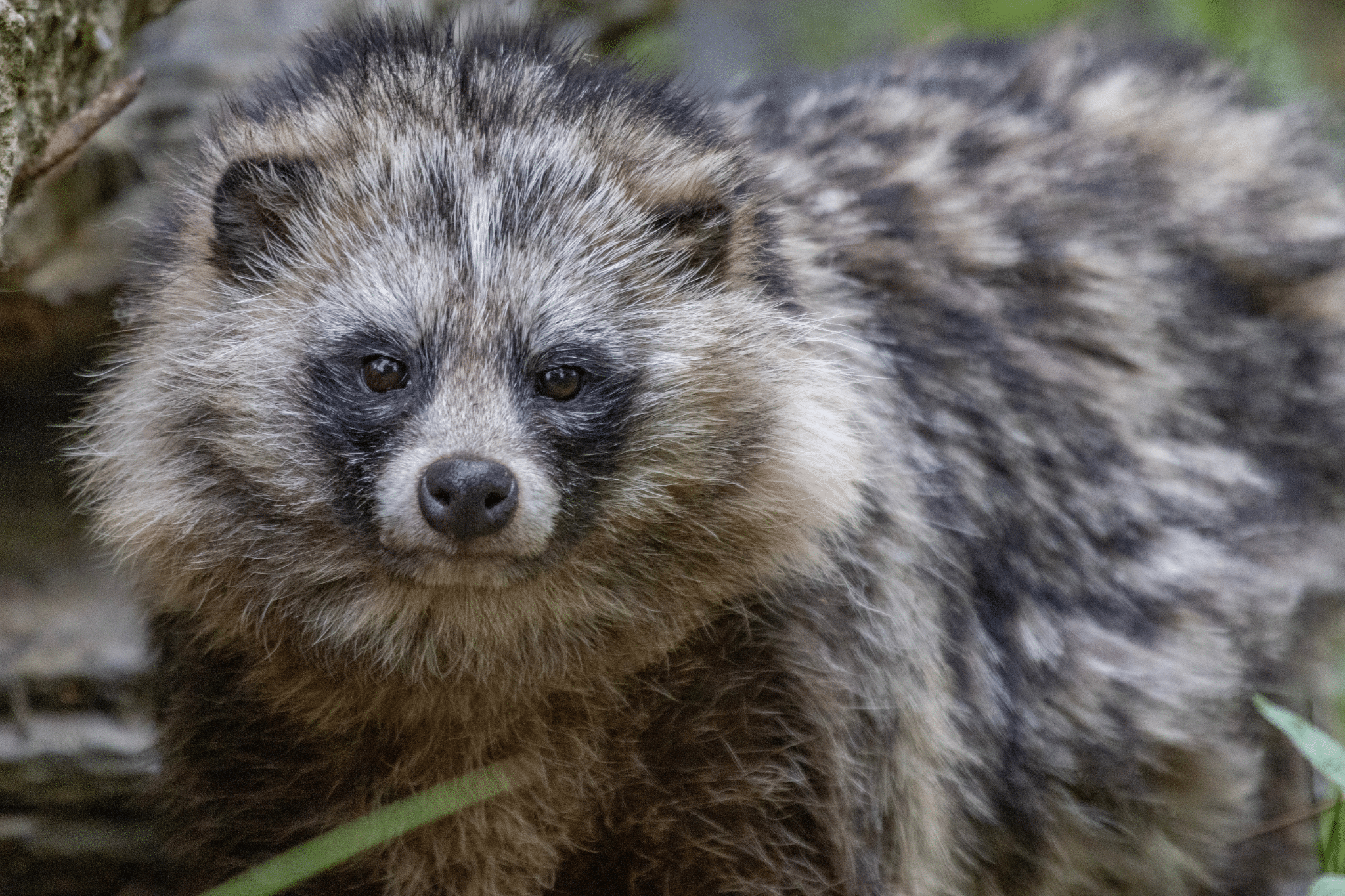 Wild Ireland - A raccoon dog stands amidst greenery, staring directly at the camera. Its fur is thick and bushy, displaying a mix of gray, black, and tan colors. The background is blurred, focusing attention on the animal.