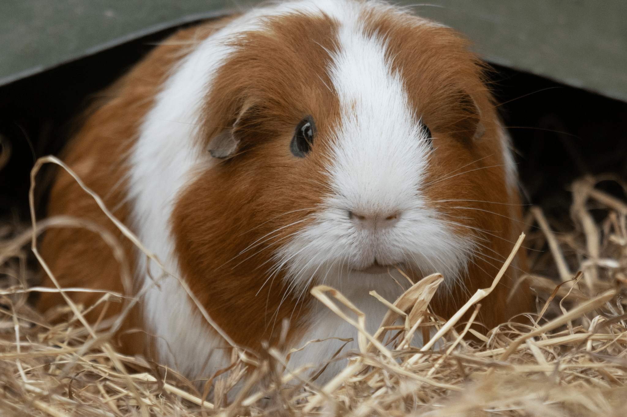 Wild Ireland - A brown and white guinea pig is sitting on hay. It has a symmetrical white stripe on its face. The surrounding hay is dry and textured, providing a natural setting for the guinea pig.