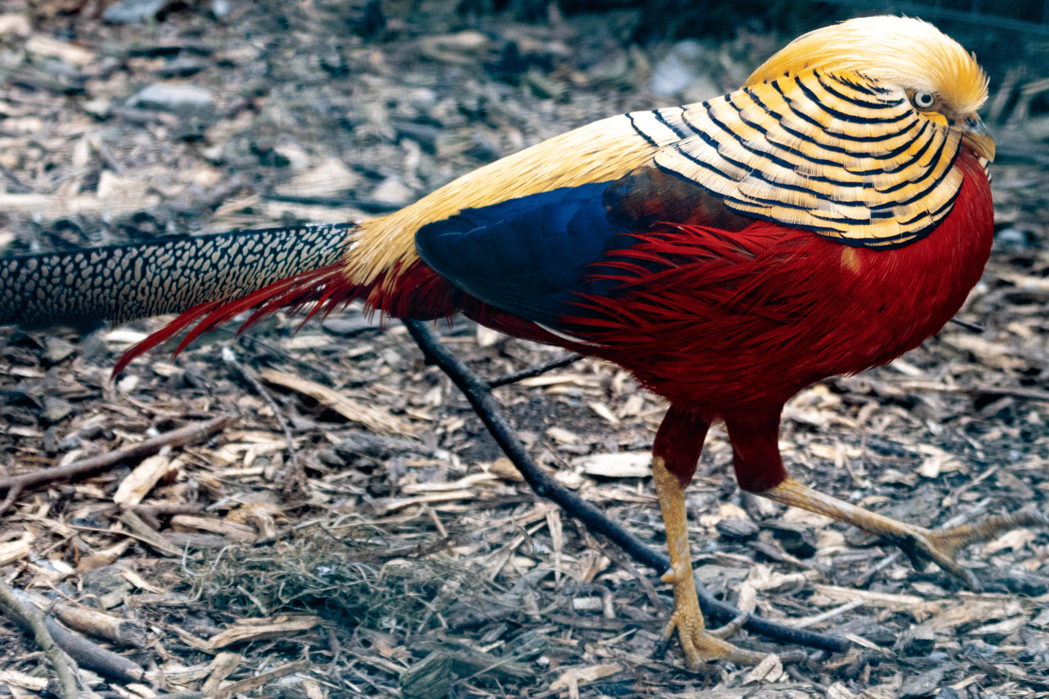 Wild Ireland - A Golden Pheasant with vibrant plumage. It has a golden-yellow head and crest, black and golden striped neck, bright red breast, and a long barred tail. The bird is walking on a ground covered with dry leaves and twigs.