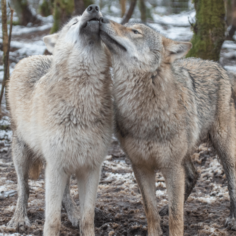 Wild Ireland - Two wolves interact affectionately in a muddy forest setting with patches of snow. One wolf nuzzles the others chin. The scene is surrounded by trees, and the earth is partially covered with snow.
