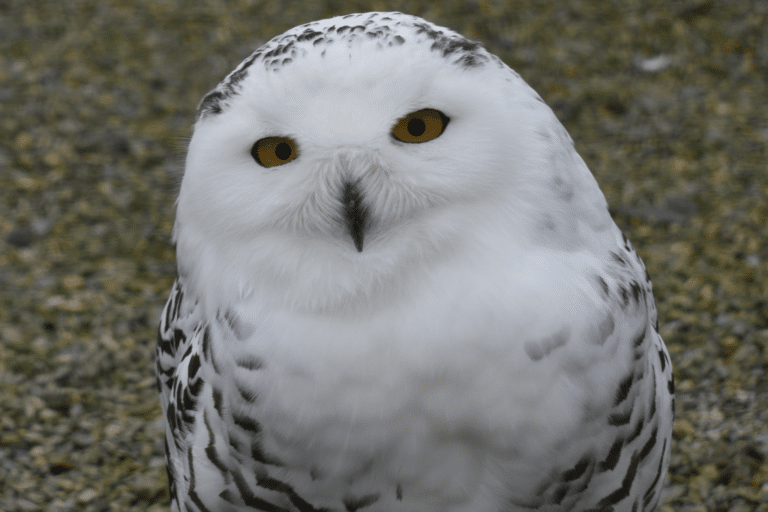 Wild Ireland - A snowy owl with white feathers and dark markings stands on a gravel surface, gazing directly at the camera with large, bright yellow eyes.