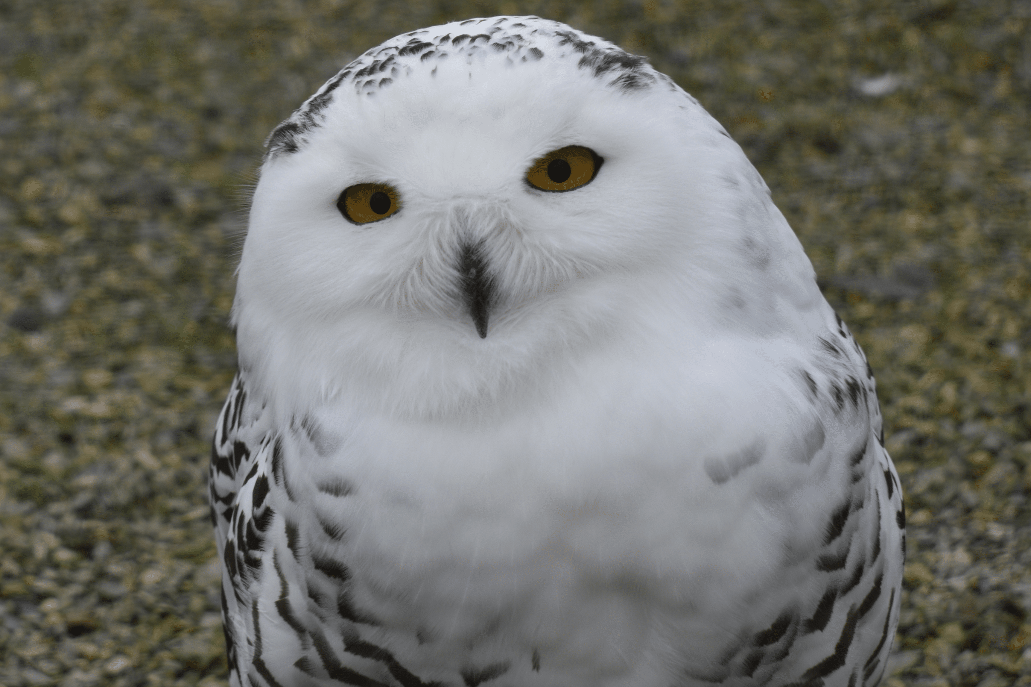 Wild Ireland - A snowy owl with white feathers and dark markings stands on a gravel surface, gazing directly at the camera with large, bright yellow eyes.