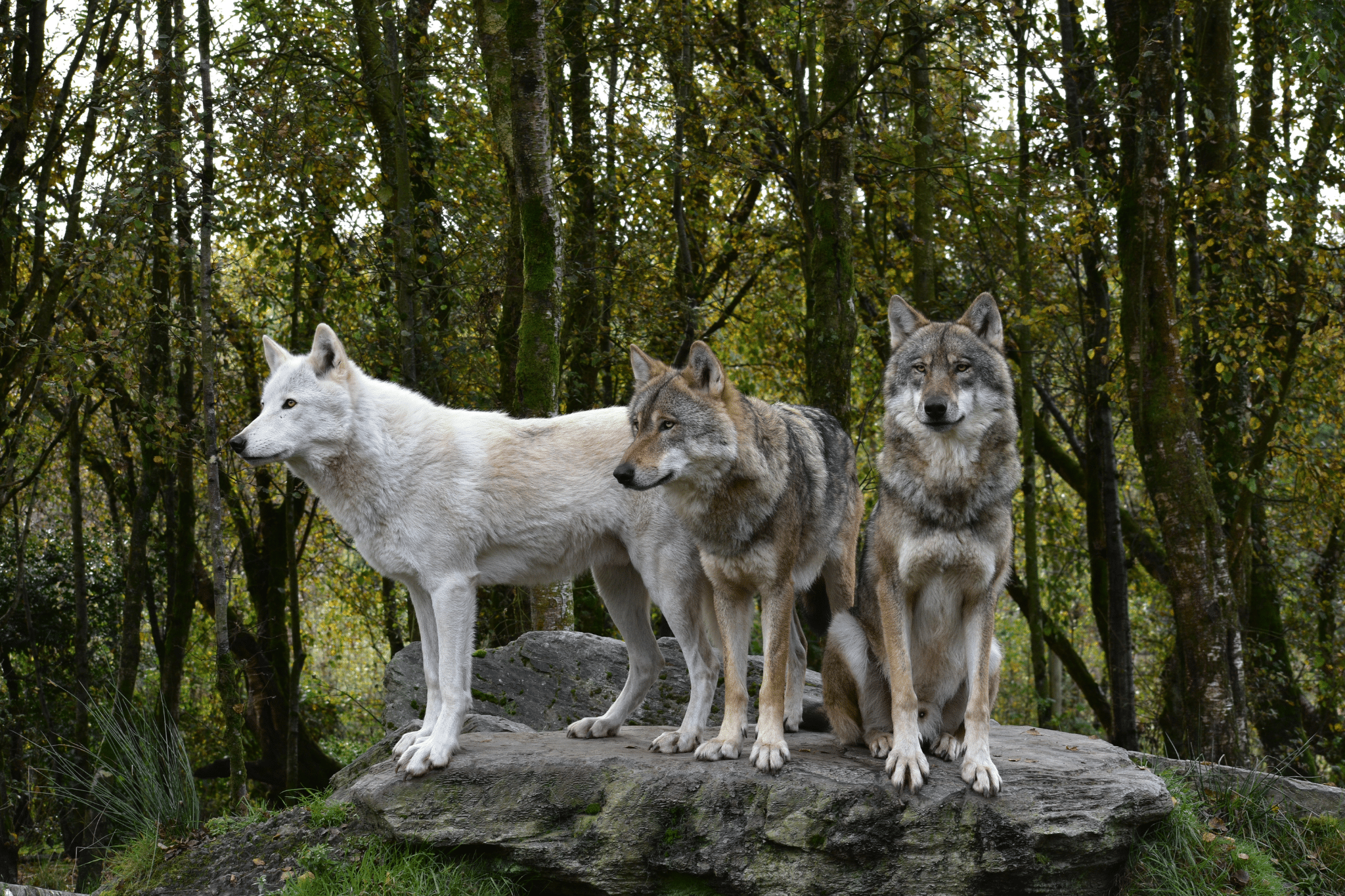 Wild Ireland - Three wolves stand on a large rock in a forest. The left wolf has white fur, the middle one has a mix of gray and brown, and the right one has darker fur. Trees with green leaves surround them, and the ground is covered with grass and foliage.