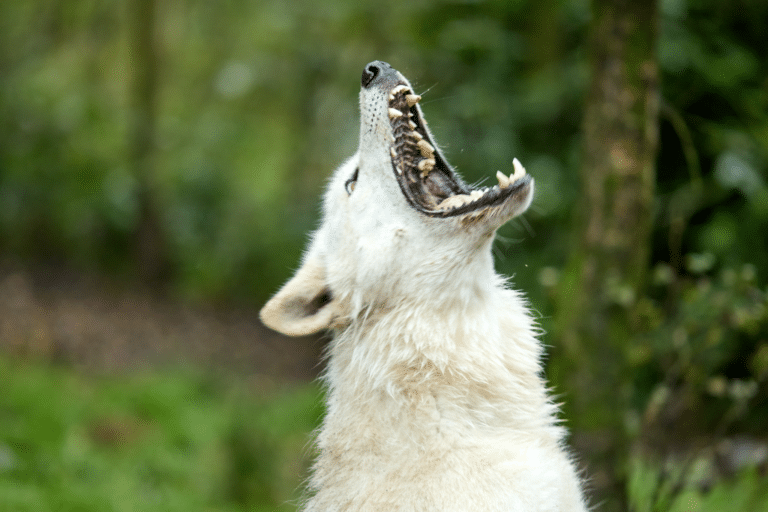 Wild Ireland - A white wolf with its head tilted back and mouth open, showing teeth, in a forest setting. The background is blurred with green foliage.