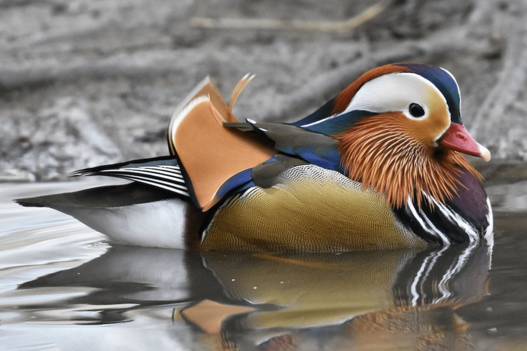 Wild Ireland - A colorful duck with vibrant plumage, including orange, blue, and white, floats on calm water. The background is a neutral, blurred setting, emphasizing the ducks striking appearance.