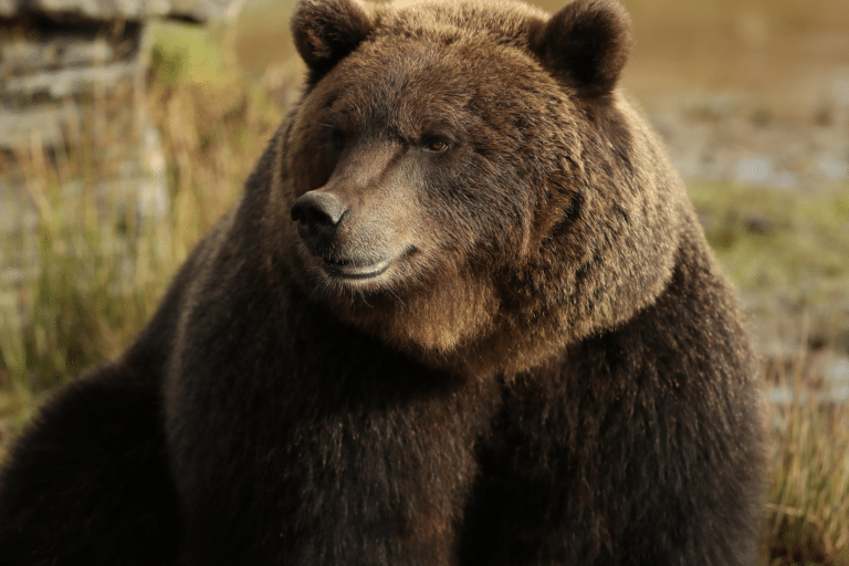 Wild Ireland - A large brown bear with thick fur is sitting outdoors. Its head is turned slightly to the side. The background is blurred, featuring grass and earth tones, suggesting a natural environment.