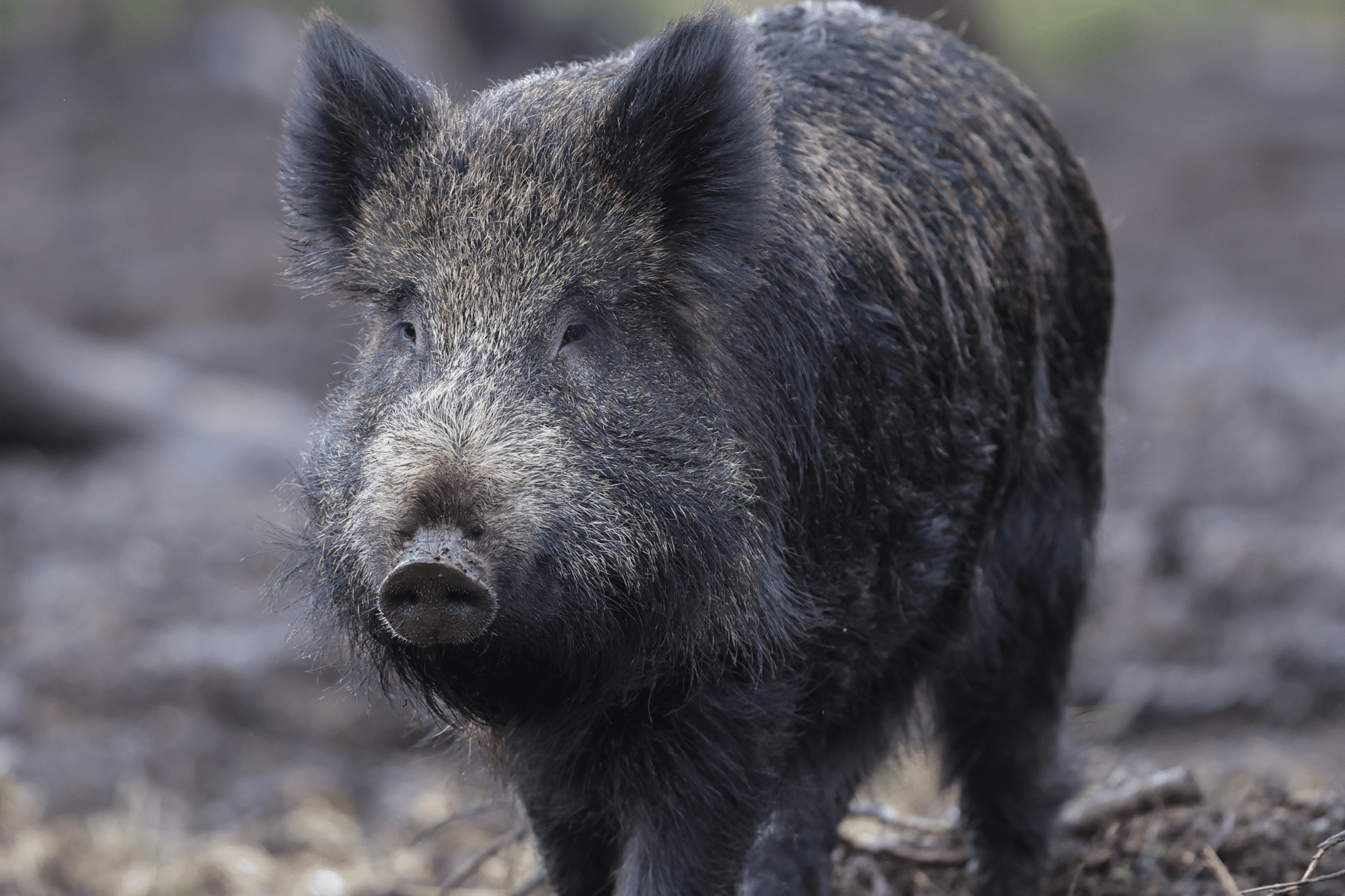 Wild Ireland - A wild boar stands outdoors on a blurred natural background. The boar has dark, coarse fur, a rounded snout, and small ears. The close-up shot highlights its textured fur and sturdy build.