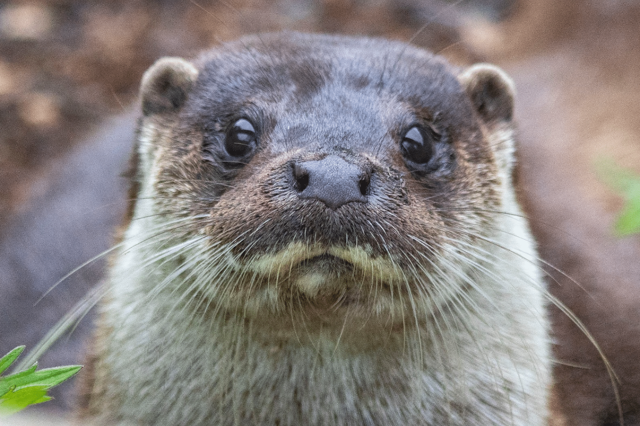 Wild Ireland - Close-up of an otter facing the camera. The otter has dark brown fur on its head and lighter brown fur around its nose. Its whiskers are visible, and its eyes are round and glossy, looking directly at the viewer. The background is blurred foliage.