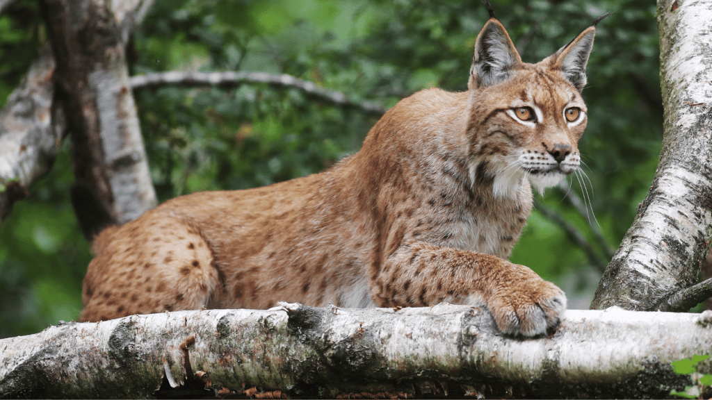 Wild Ireland - A lynx with tufted ears and spotted fur lies on a large, white birch tree branch. The background is lush and green, suggesting a forest environment. The lynxs gaze is directed to the right, and its front paws are stretched out in front.