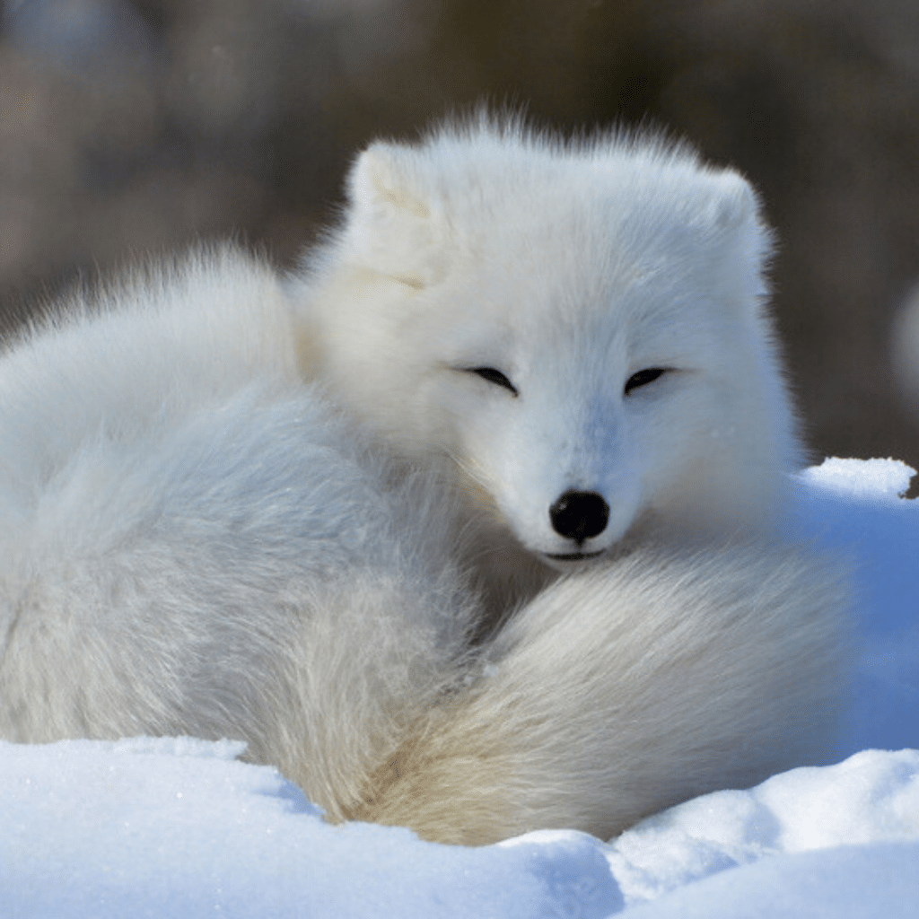 Wild Ireland - A white Arctic fox is curled up on a snowy surface, with its eyes partially closed. The fluffy fur blends into the snow, creating a serene and camouflaged appearance. The background is blurred, focusing on the fox.