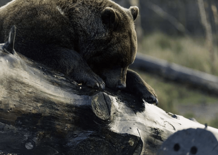 Wild Ireland - A large brown bear rests its head and front paws on a fallen log. The bear appears to be relaxed, surrounded by a natural, blurred forest background.