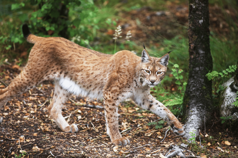 Wild Ireland - A Eurasian lynx walks in a forested area, its body poised and alert. The lynx has a tan, spotted coat, tufted ears, and a bushy tail. It is surrounded by trees and vegetation, with fallen leaves and branches on the ground.
