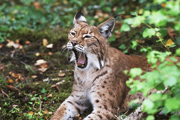 Wild Ireland - A Eurasian lynx is lying on the ground with its mouth wide open, appearing to yawn. Its fur is a mix of brown and white with dark spots. The background is a mix of greenery and moss, indicating a forested area.
