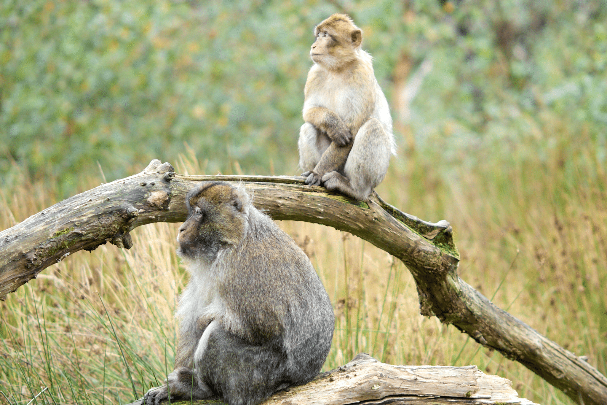 Wild Ireland - Two macaques sit on a fallen branch in a grassy area. One is perched higher, looking off to the side, while the other sits lower with a relaxed posture. The scene is set in an outdoor, natural environment with blurred greenery in the background.