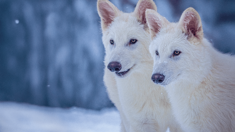Wild Ireland - Two white dogs stand side by side in a snowy landscape. Their fur is fluffy, and they have alert expressions. Snowflakes are visible in the air, and a blurred snowy background provides a wintry setting.