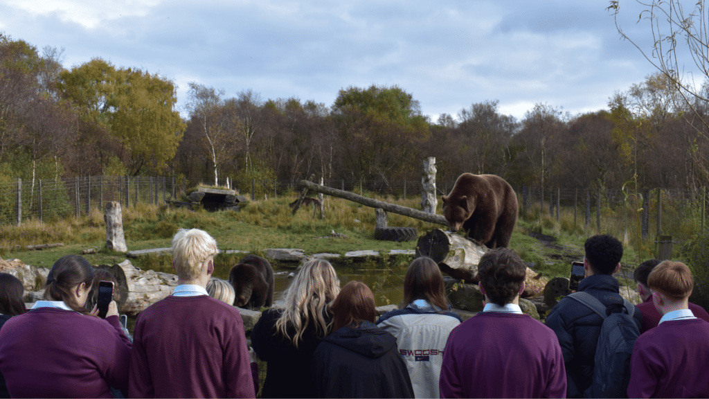 Wild Ireland - A group of people in purple uniforms stand at a zoo enclosure, observing a large brown bear on a rocky platform. The enclosure is surrounded by a wire fence and trees with autumn foliage. Some people take photos with their phones.