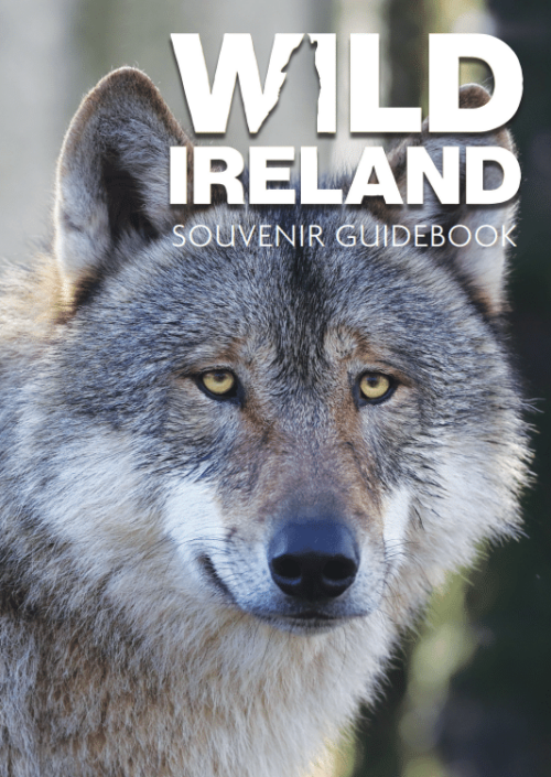Wild Ireland - Cover of the Souvenir Guidebook displaying a close-up of a thick-furred wolf with piercing eyes against a blurred outdoor backdrop.