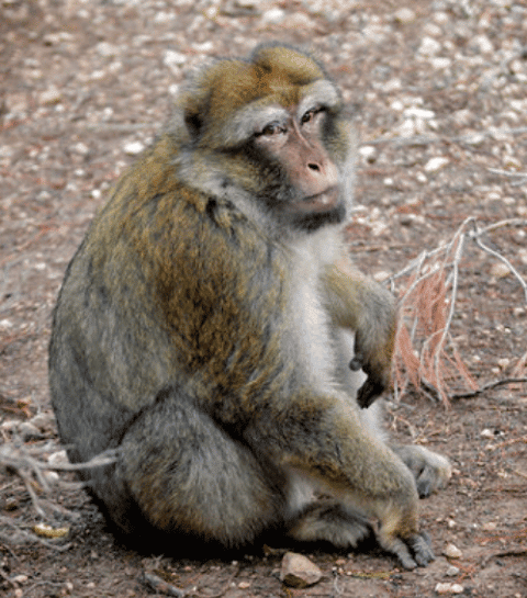 Wild Ireland - A monkey with gray and brown fur sits on rocky ground, looking directly at the camera. Its posture is relaxed, and the surroundings include scattered twigs and stones.