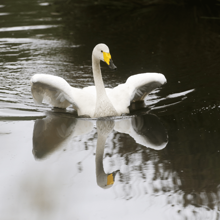 Wild Ireland - A swan with white feathers and a yellow and black beak glides on a calm body of water, with its wings partially open. The water reflects the swan and surrounding greenery, creating a symmetrical image.