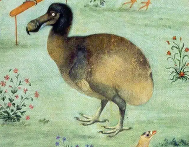 Wild Ireland - An illustration of a dodo bird standing on grass surrounded by small flowers. The dodo has a large, hooked beak and a round body. Two bird legs and a wooden stick are visible in the background.